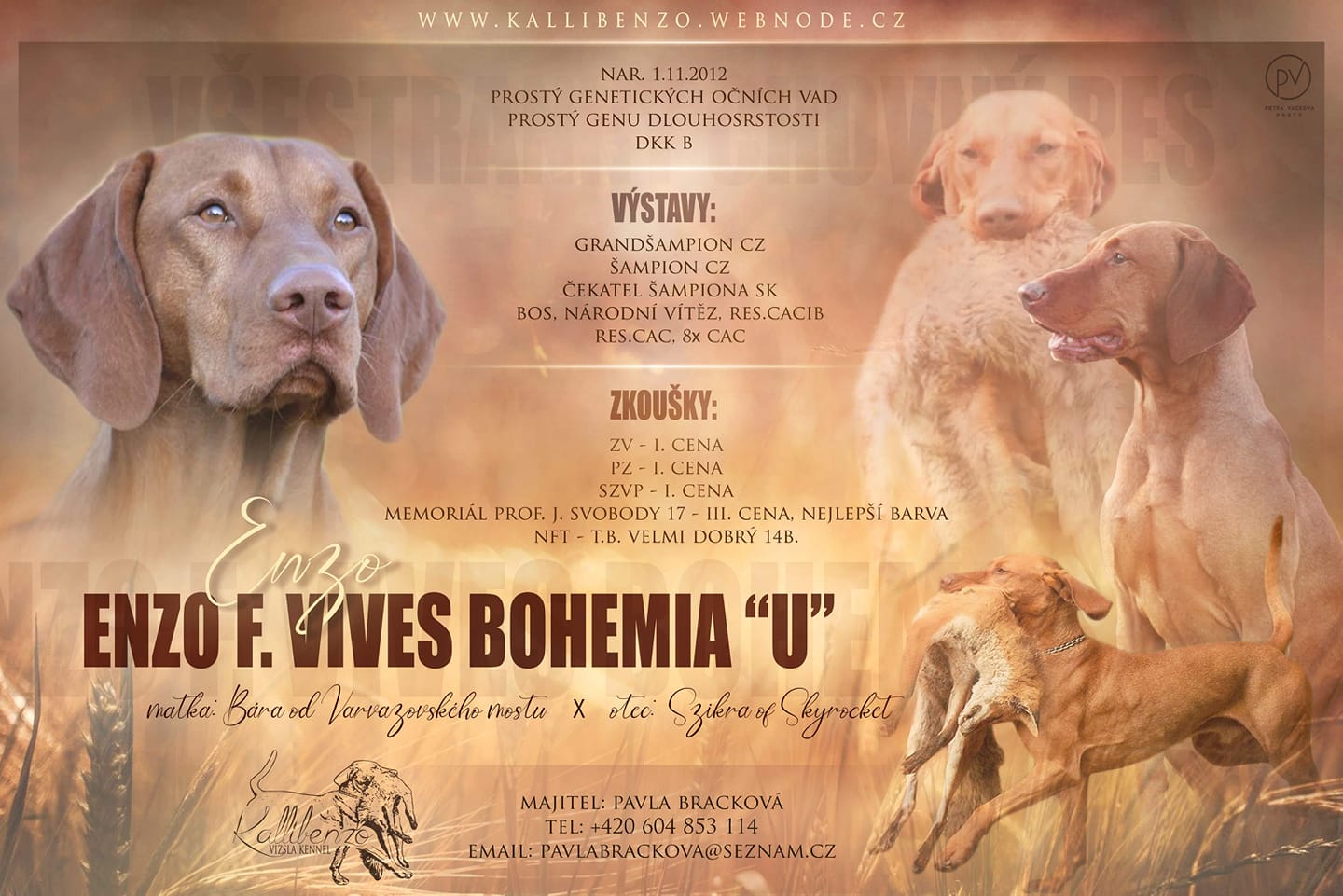 Enzo F. Vives Bohemia otec vrhu "B" Kallibenzo